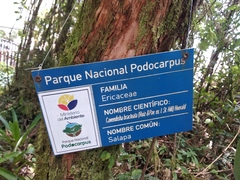 Cavendishia bracteata