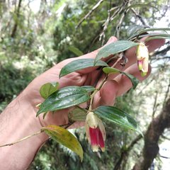 Cavendishia bracteata