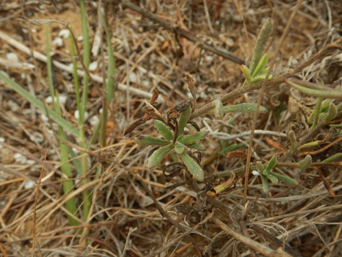 Image of Calendula suffruticosa by (c) Duarte Frade, some rights reserved (CC BY)