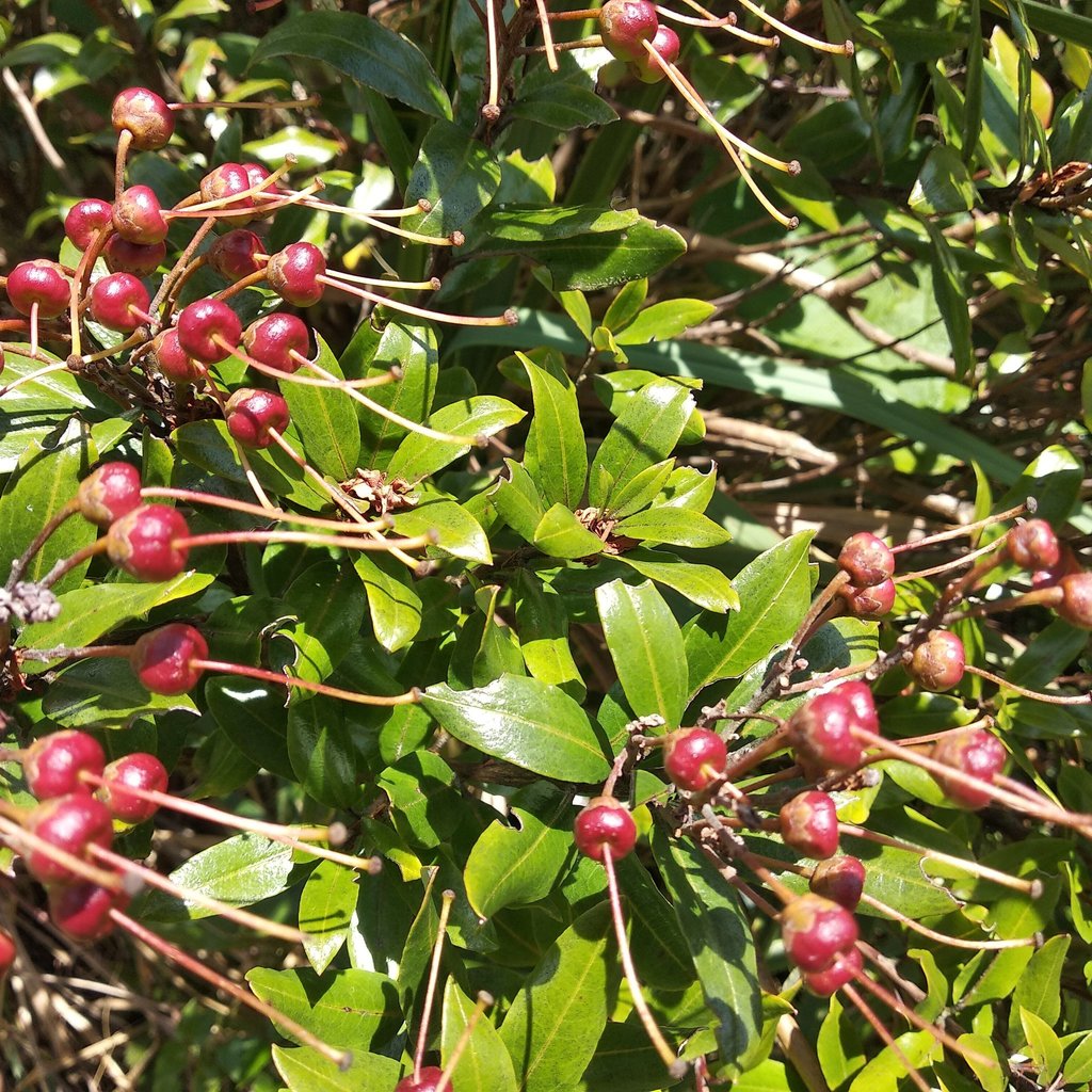 Bejaria aestuans