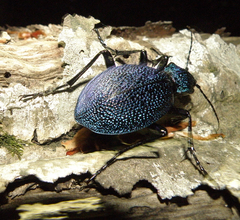 Carabus scabrosus