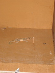 Lepidodactylus lugubris