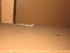 Lepidodactylus lugubris