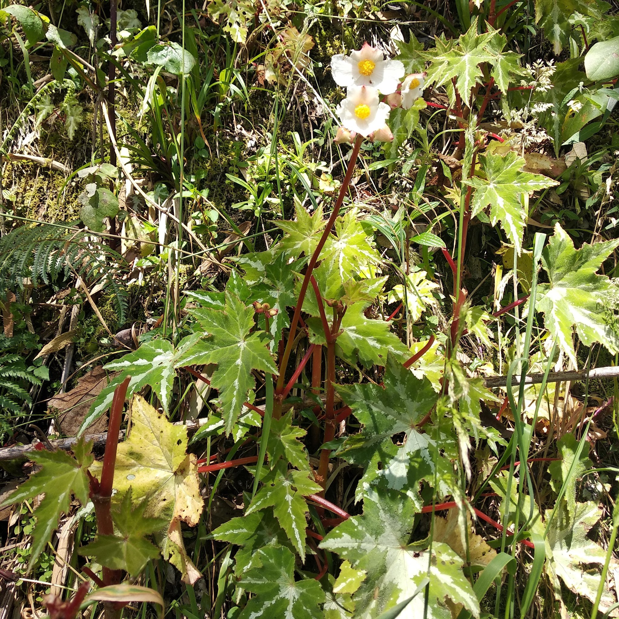 Begonia acerifolia image