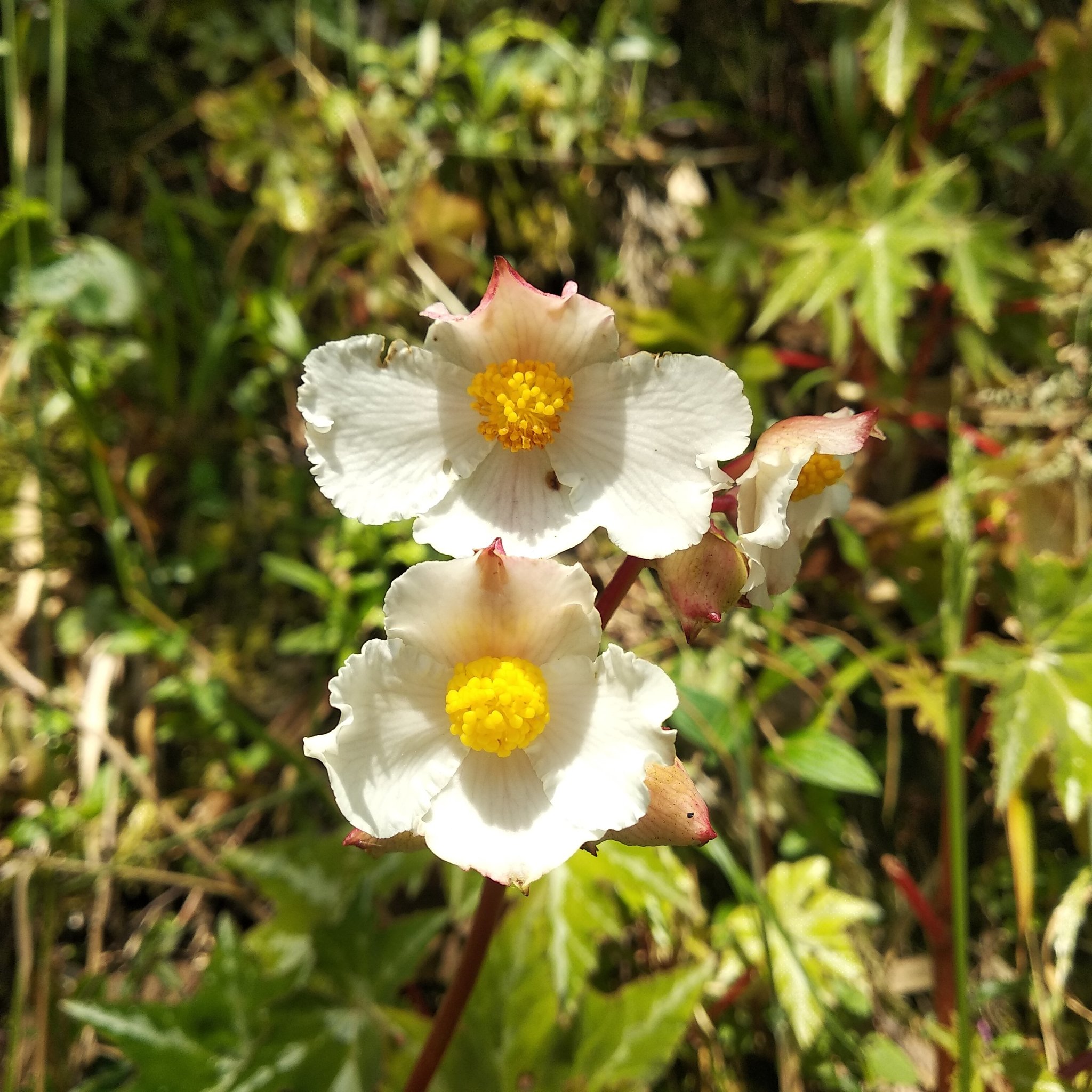 Begonia image