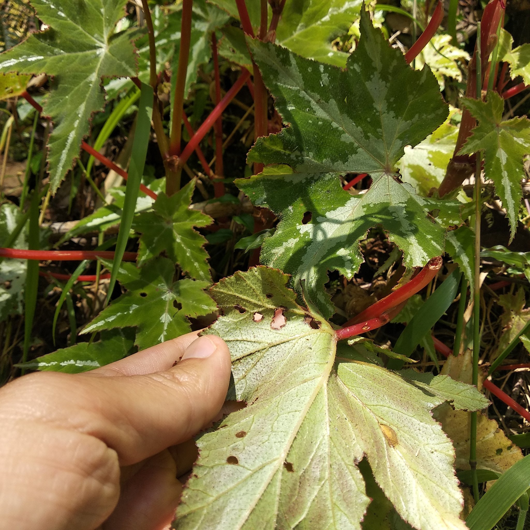 Begonia acerifolia image