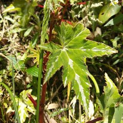 Begonia acerifolia