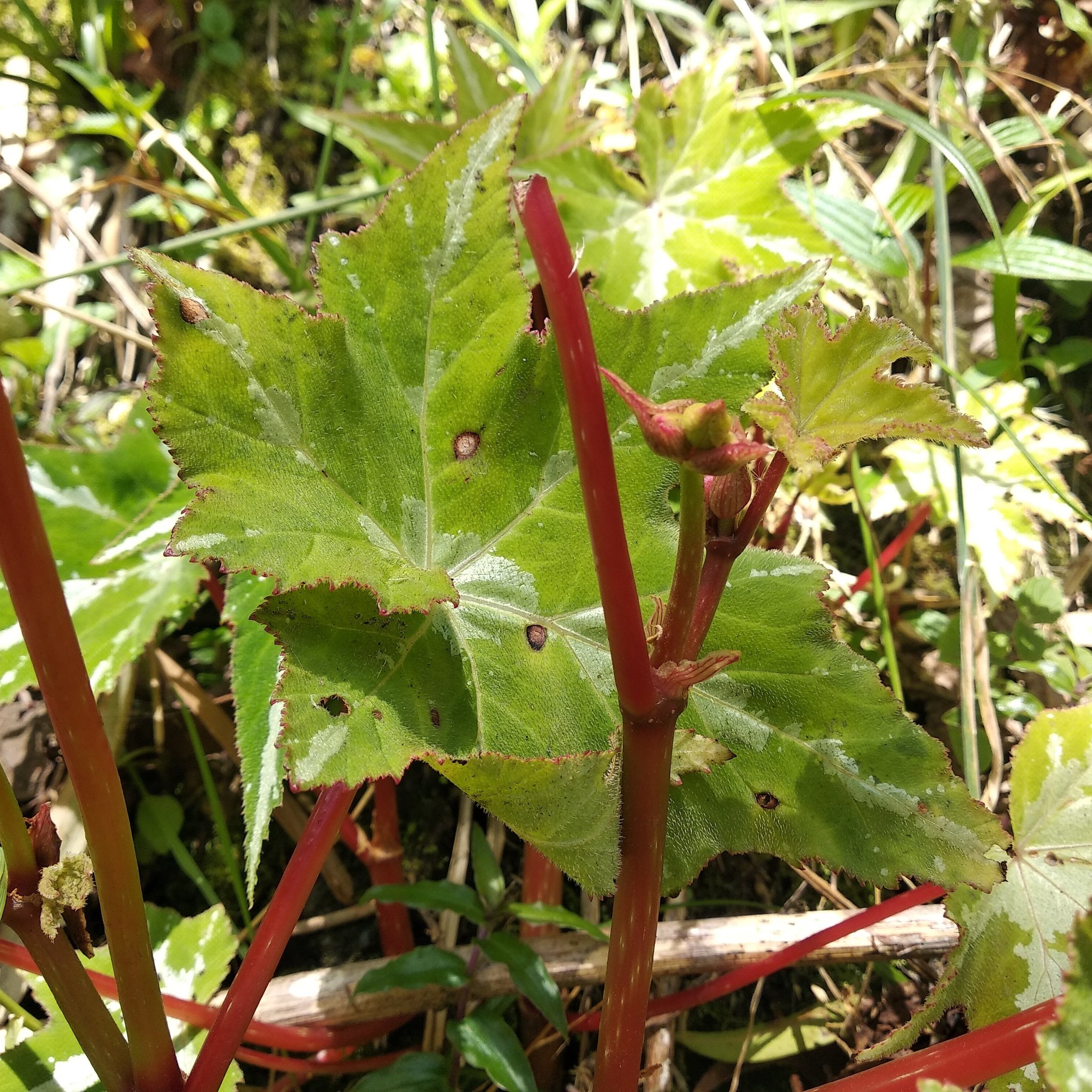 Begoniaceae image