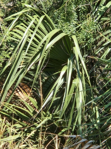 Image of Sabal mexicana by (c) Jo Roberts, some rights reserved (CC BY)