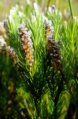Spatalla mollis