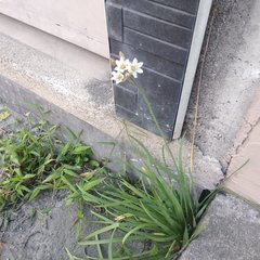 Nothoscordum gracile