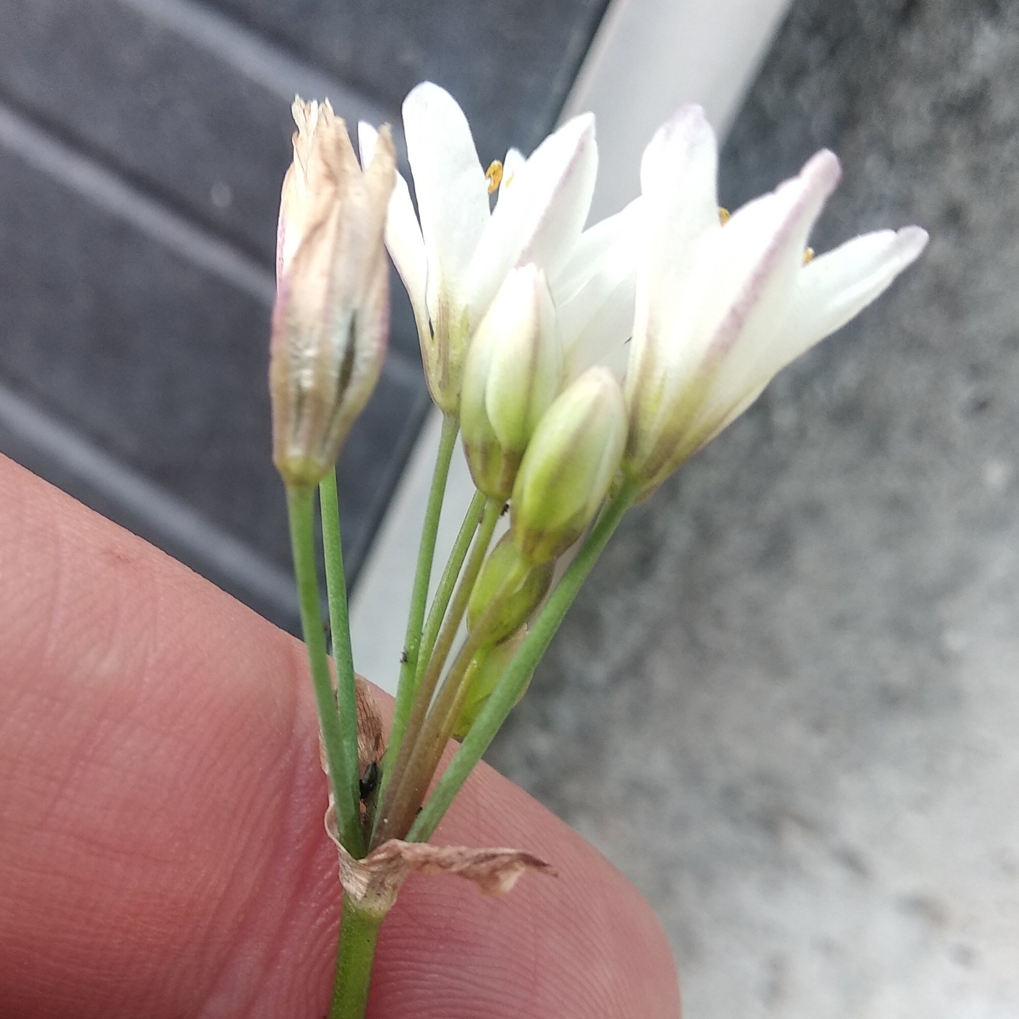 Nothoscordum gracile image