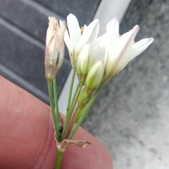 Nothoscordum gracile