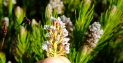 Spatalla mollis