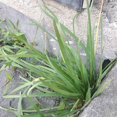 Nothoscordum gracile