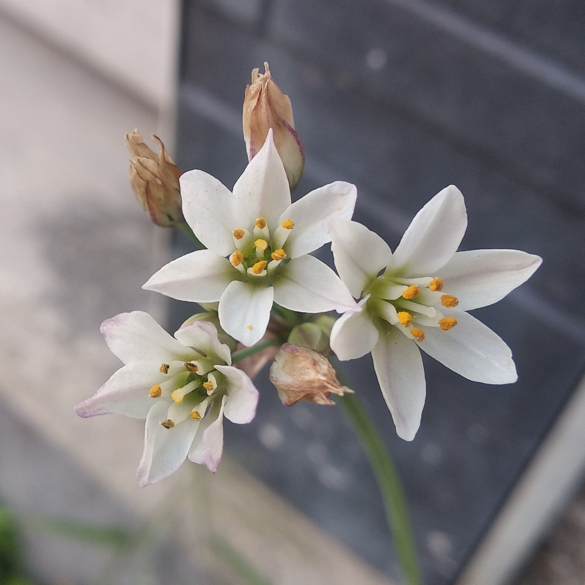 Nothoscordum gracile image