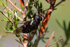 Triclista guttata
