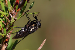 Triclista guttata