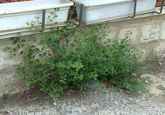 Capparis zoharyi
