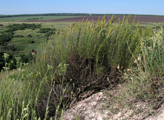 Artemisia salsoloides