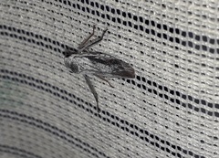 Tretogonia