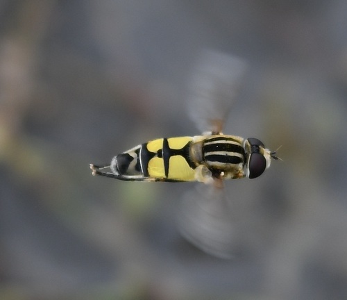 Helophilus trivittatus nuotrauka