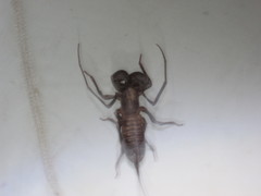 Mastigoproctus tohono