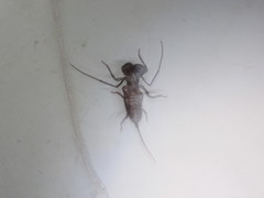 Mastigoproctus tohono