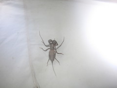 Mastigoproctus tohono