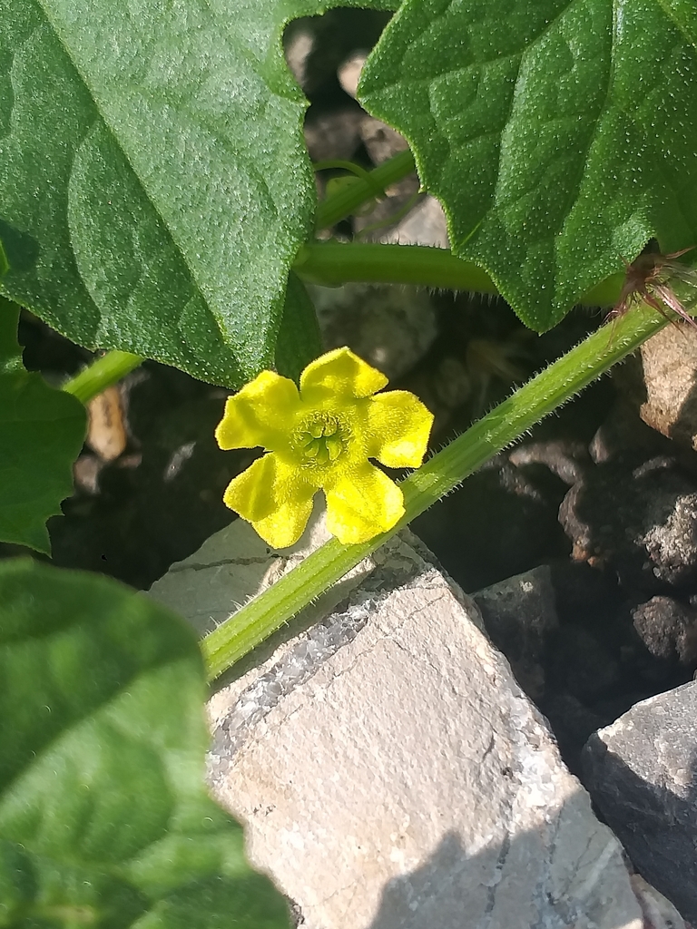 Melothria pringlei