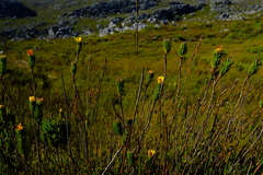 Ursinia quinquepartita