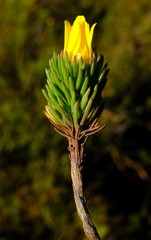 Ursinia quinquepartita