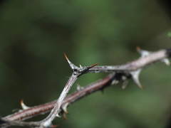 Mimosa aculeaticarpa biuncifera