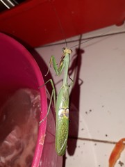 Stagmatoptera hyaloptera