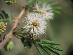 Mimosa aculeaticarpa biuncifera
