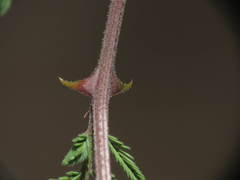Mimosa aculeaticarpa biuncifera