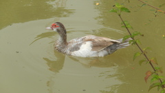 Cairina moschata domestica