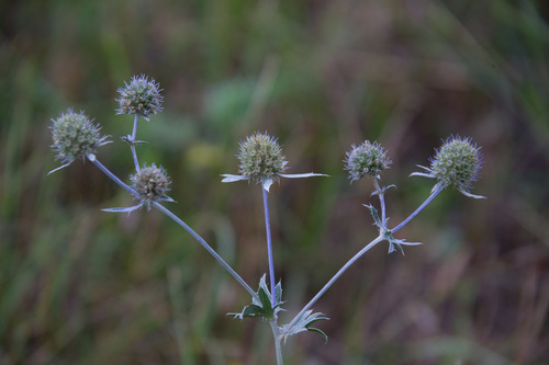 Blue Eryngo