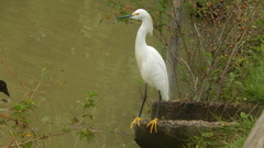 Egretta thula