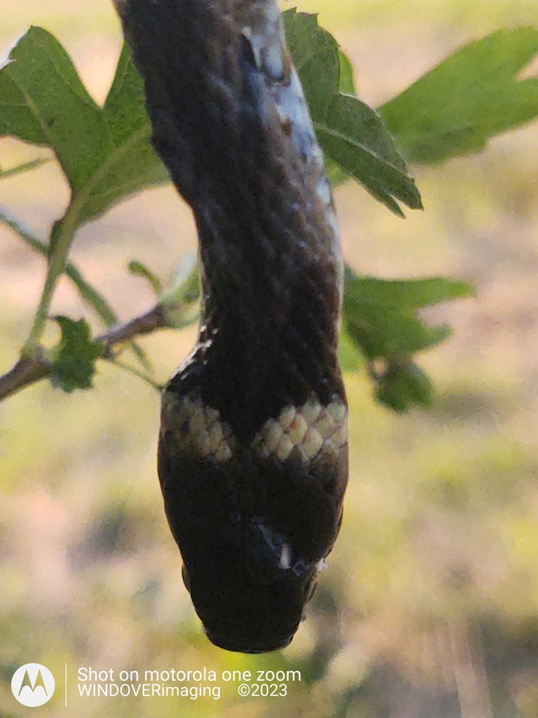 barred grass snake from Milton Street, Polegate BN26 5RW, UK on