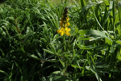 Lupinus luteus