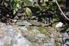 Phoenicolacerta troodica