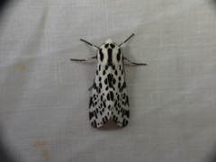 Hypercompe permaculata