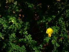 Genista canariensis image