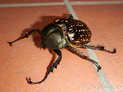 Cheirotonus peracanus