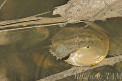 Tachypleus gigas