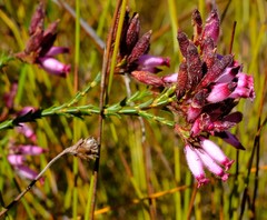 Erica cristata