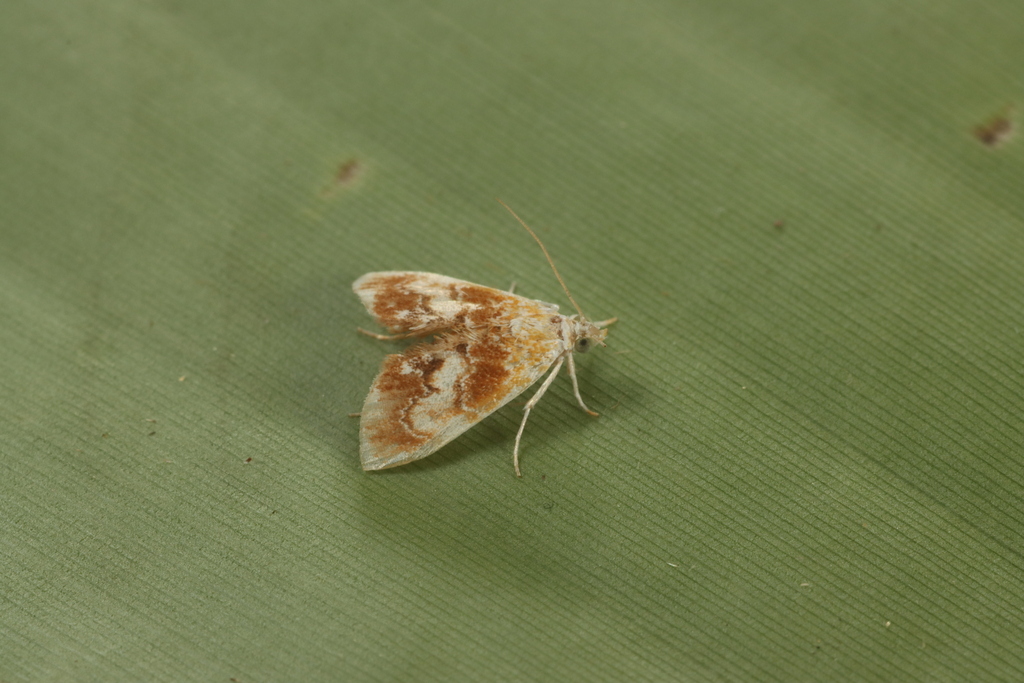 Glaphyria stellaspina