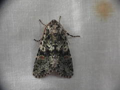 Mimobarathra antonito