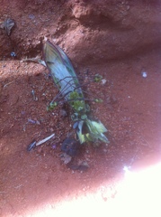 Idolomantis diabolica